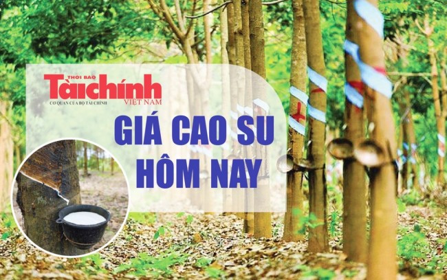 Ngày 1/6: Giá cao su thế giới duy trì xu hướng tăng mạnh