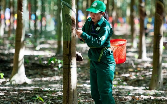 Ngày 5/6: Giá cao su trong nước không đổi