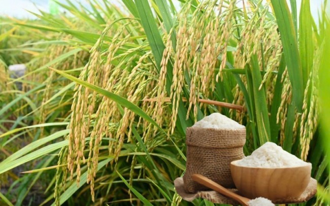 Ngày 8/6: Giá lúa gạo tại Đồng bằng sông Cửu Long bình ổn sáng đầu tuần