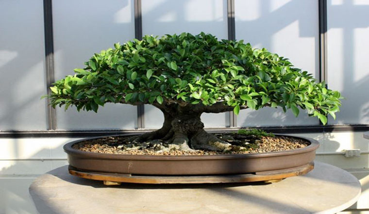 3 loại cây đặt trong nhà có thể sống trăm năm: Được xem như "báu vật" để lại cho con cháu- Ảnh 1.