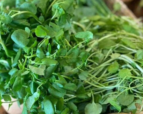 Việt Nam có 3 loại rau “đại bổ”: Loại thứ nhất gây bất ngờ vì có nhiều omega-3