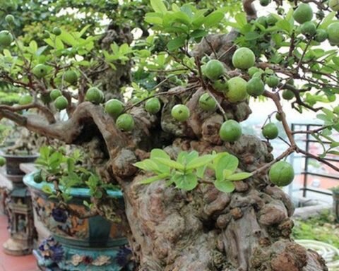 Có một loại cây được người xưa xem như “báu vật” của sân vườn, nhà nào cũng từng có