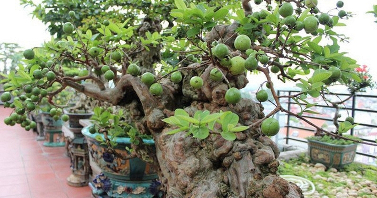 Có một loại cây được người xưa xem như “báu vật” của sân vườn, nhà nào cũng từng có