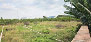 Quảng Ninh: 317 hồ sơ chuyển từ đất nông nghiệp sang đất ở, phường giải trình thế nào?