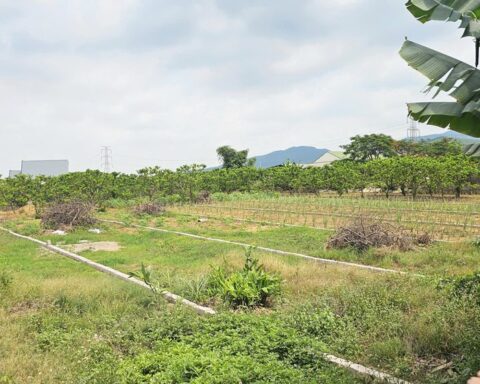 Quảng Ninh: 317 hồ sơ chuyển từ đất nông nghiệp sang đất ở, phường giải trình thế nào?