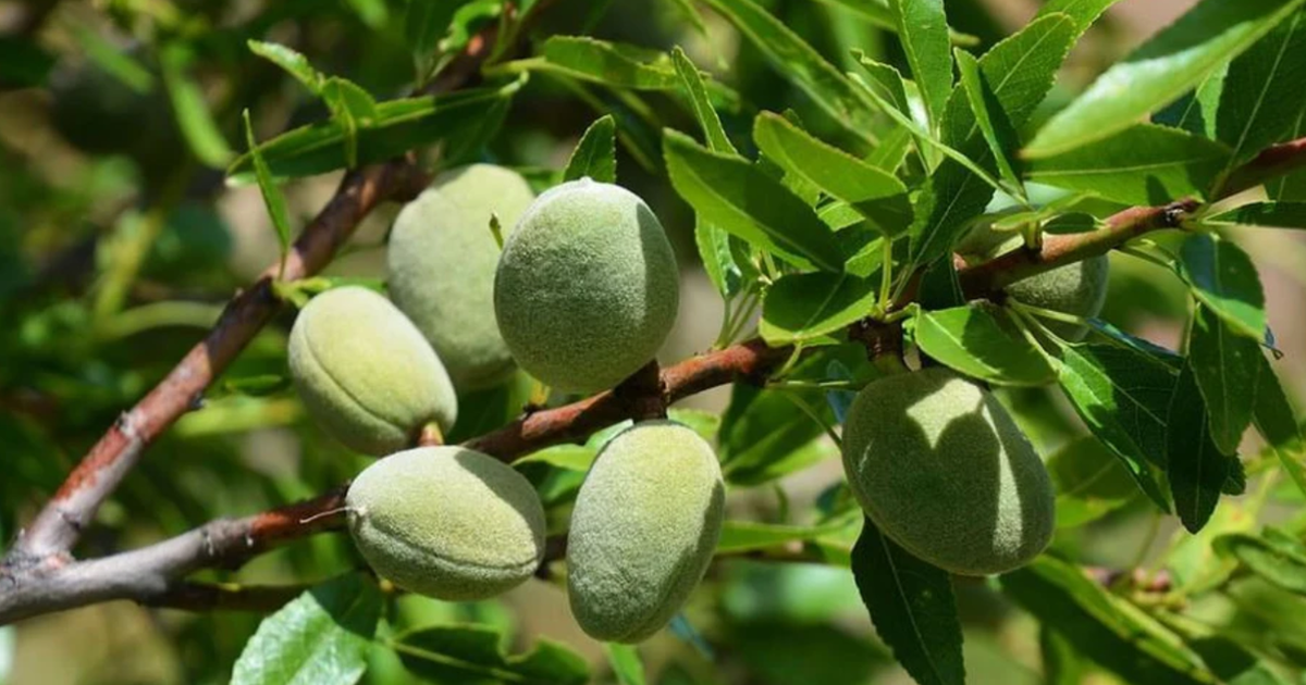Loại hạt thuộc nhóm “tốt nhất thế giới”, ở Việt Nam trồng bạt ngàn