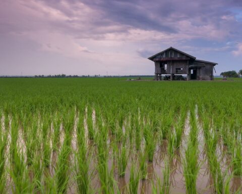 Startup agritech Rize huy động 31 triệu USD, mở rộng canh tác lúa bền vững Đông Nam Á