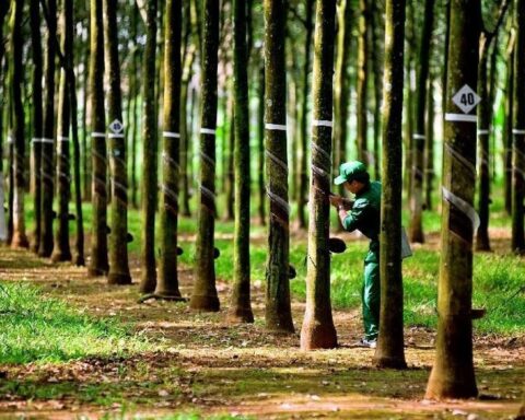 Một doanh nghiệp cao su báo lãi quý II tăng vọt, chuẩn bị thưởng cổ phiếu tỷ lệ “khủng” 300%
