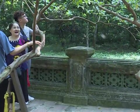 Cây ổi “biết cười” khoảng 93 tuổi ở Thanh Hóa: Biết cách gãi đúng mới chịu… cười