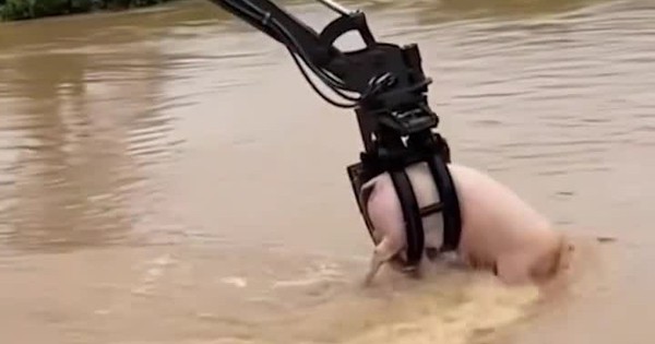 Một chiếc máy xúc gây chú ý khi khéo léo giải cứu đàn lợn bị nước lũ cuốn trôi ở Quảng Tây