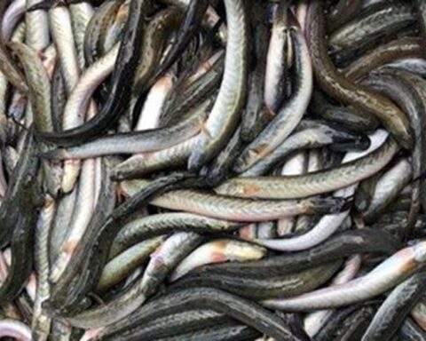 Loại cá giàu dưỡng chất có lợi cho sức khỏe nhưng tên khá lạ