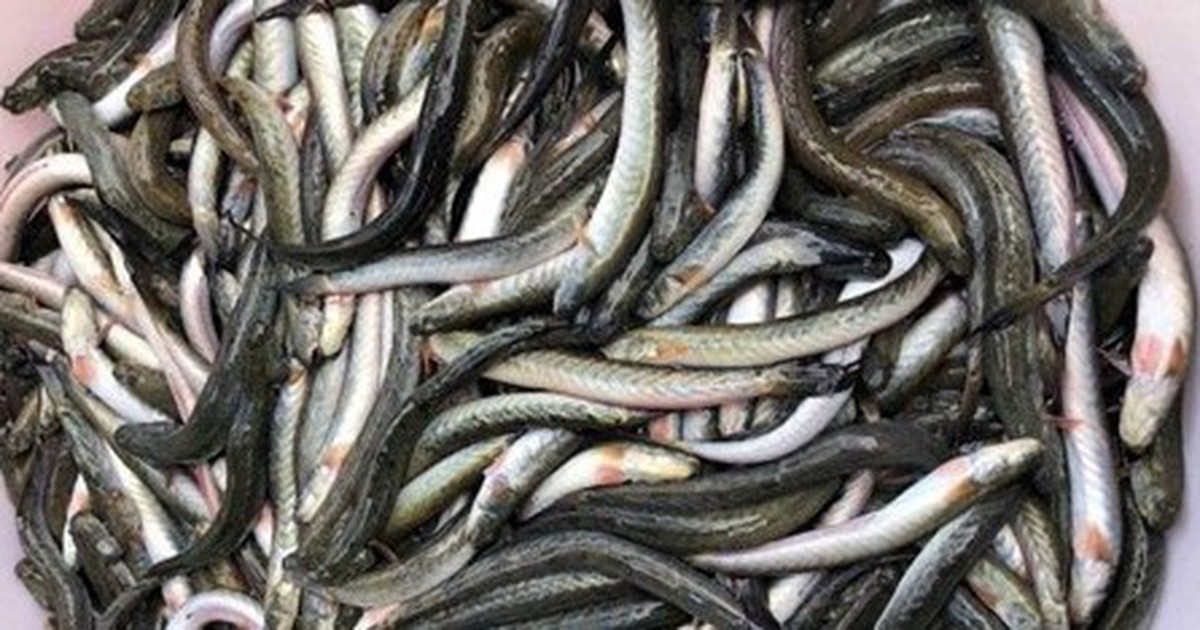 Loại cá giàu dưỡng chất có lợi cho sức khỏe nhưng tên khá lạ