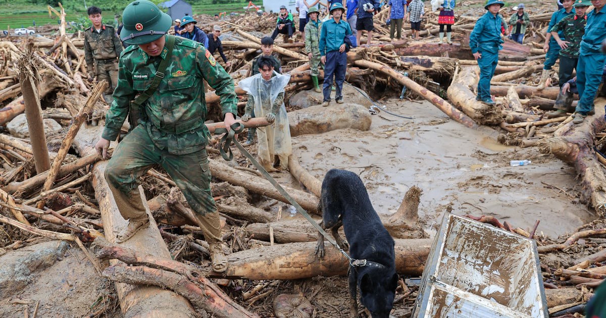 ‘Chiến binh 4 chân’ từng tìm kiếm người ở Làng Nủ, nay vào Mường Than cứu nạn