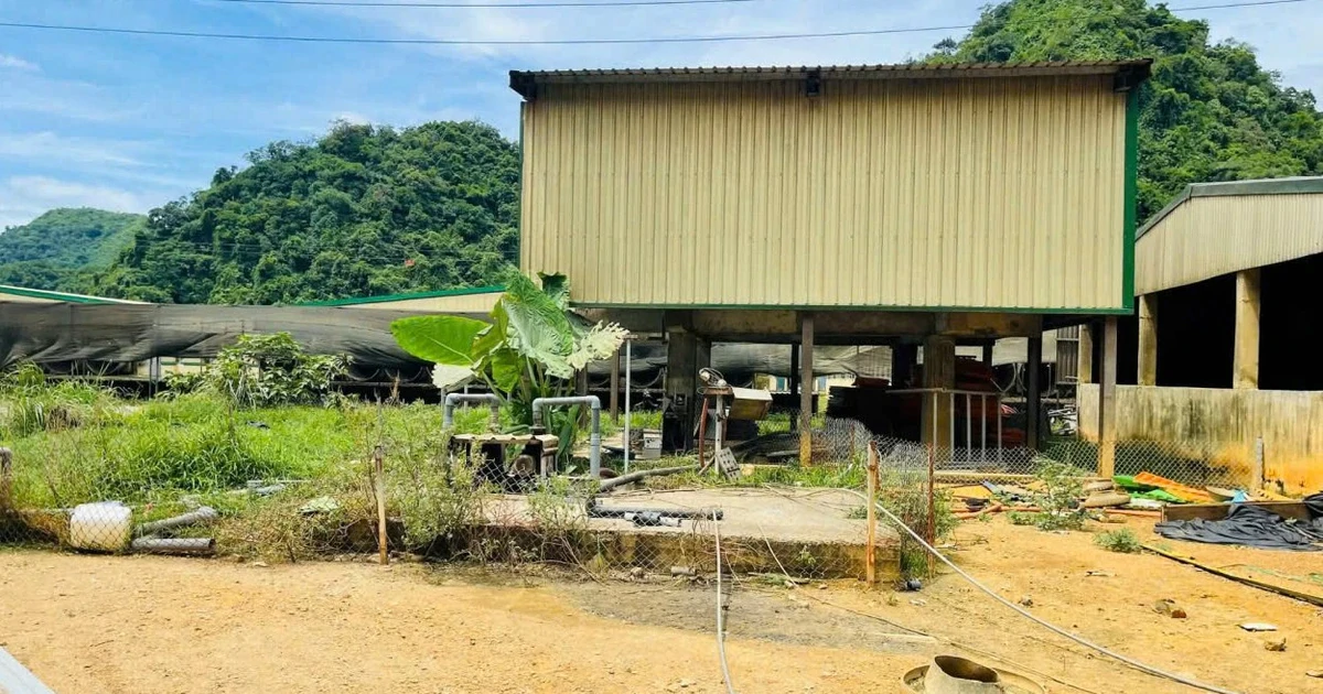 Cận cảnh trại lợn ở Thanh Hóa, nơi xảy ra vụ tai nạn khiến 5 người chết
