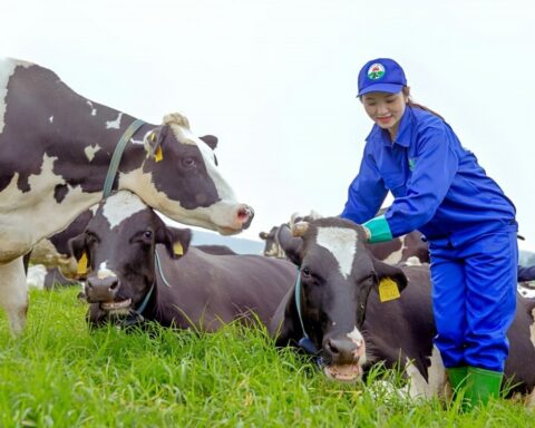 Khối ngoại mạnh tay gom thêm cổ phiếu Vinamilk giữa nhịp điều chỉnh
