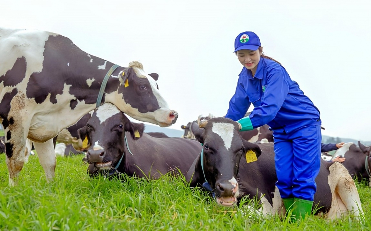 Khối ngoại mạnh tay gom thêm cổ phiếu Vinamilk giữa nhịp điều chỉnh
