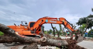 Di dời hàng xà cừ cổ thụ phục vụ dự án đường 70 hơn 3.370 tỷ đồng