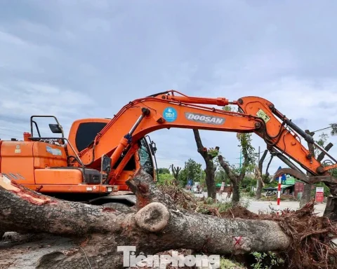 Di dời hàng xà cừ cổ thụ phục vụ dự án đường 70 hơn 3.370 tỷ đồng