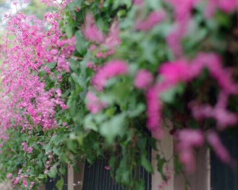 6 loại cây trồng hàng rào đẹp, dễ chăm sóc