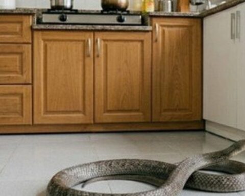 Ông bà dặn: Trong nhà có 4 thứ này, rắn chẳng dám bén mảng bò vào