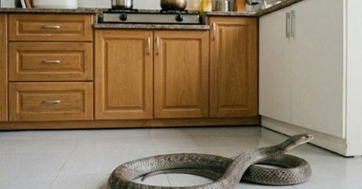 Ông bà dặn: Trong nhà có 4 thứ này, rắn chẳng dám bén mảng bò vào