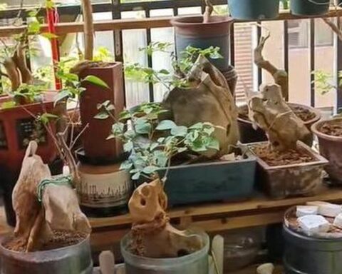 Vợ chê cây chồng trồng vừa trơ vừa xấu, dân mạng nhìn ảnh lại nói: Đây là người chơi cây có đẳng cấp