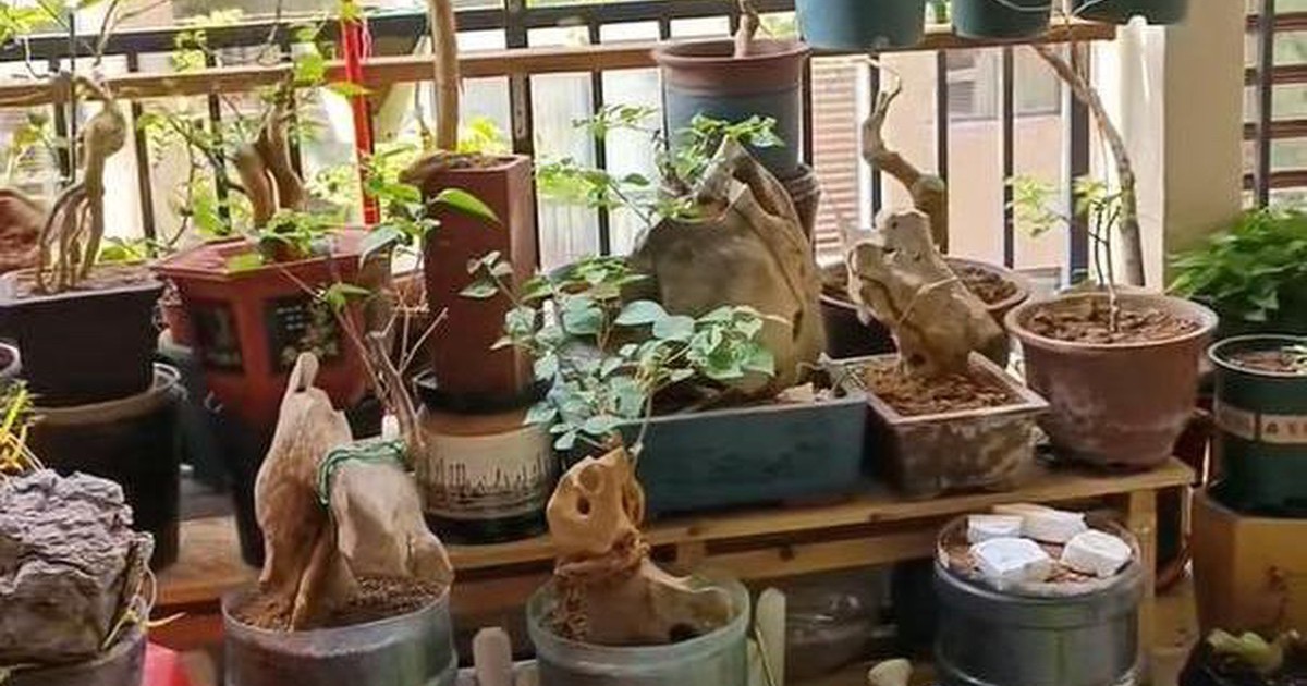 Vợ chê cây chồng trồng vừa trơ vừa xấu, dân mạng nhìn ảnh lại nói: Đây là người chơi cây có đẳng cấp