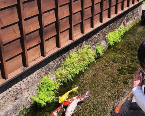 Vì sao người Nhật Bản không ăn cá dưới mương dù rất nhiều?