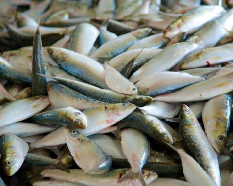 Người bán cá hơn 20 năm nói thẳng: 4 loại cá cho không cũng đừng lấy, chỉ người không biết mới mua