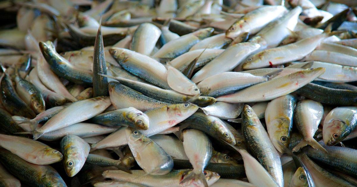 Người bán cá hơn 20 năm nói thẳng: 4 loại cá cho không cũng đừng lấy, chỉ người không biết mới mua