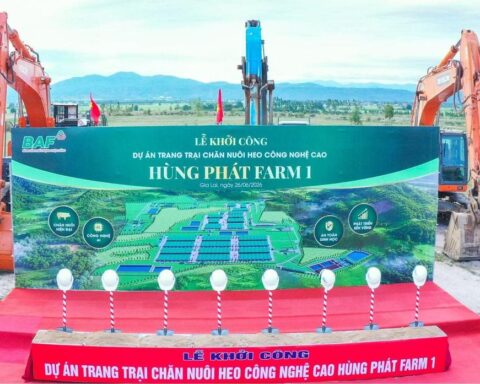 BAF 6 tháng đầu năm 2026: Tăng 61% sản lượng heo so với cùng kỳ năm trước, đẩy mạnh đầu tư cho chu kỳ tăng trưởng mới
