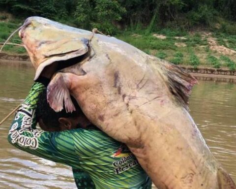 Cần thủ bắt được con cá trê nặng 68kg trên sông
