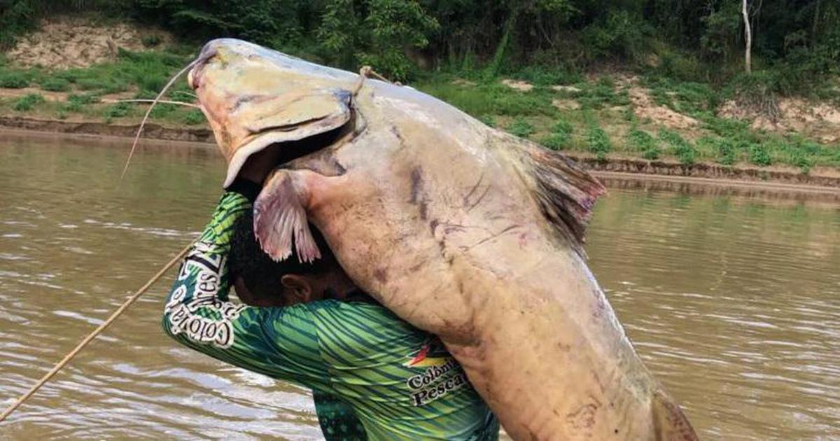 Cần thủ bắt được con cá trê nặng 68kg trên sông