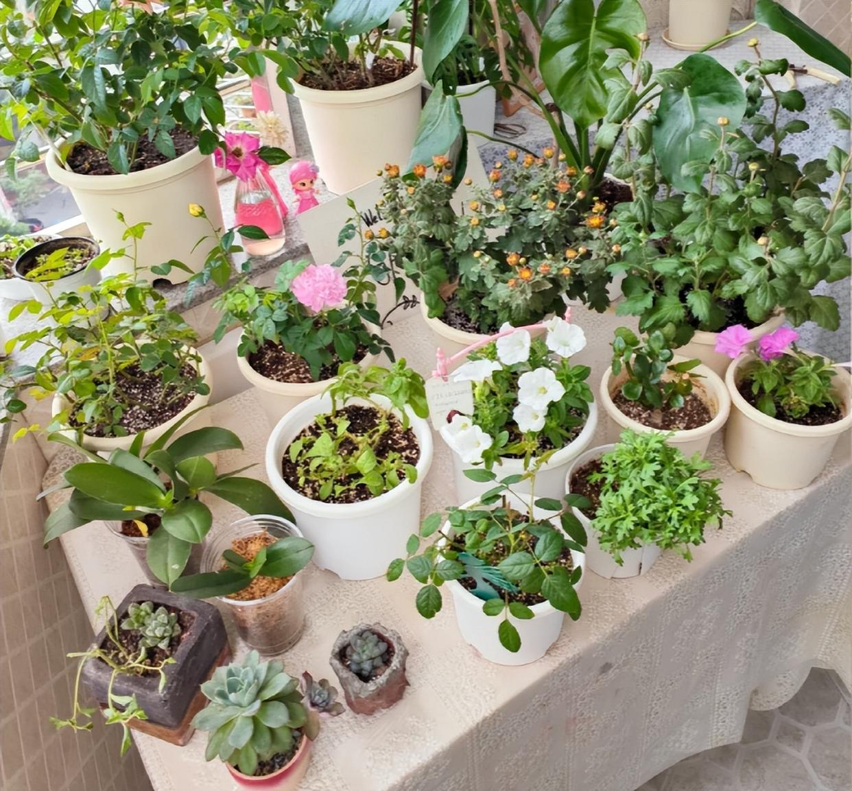 Vợ chê cây chồng trồng vừa trơ vừa xấu, dân mạng nhìn ảnh lại nói: Đây là người chơi cây có đẳng cấp- Ảnh 9.