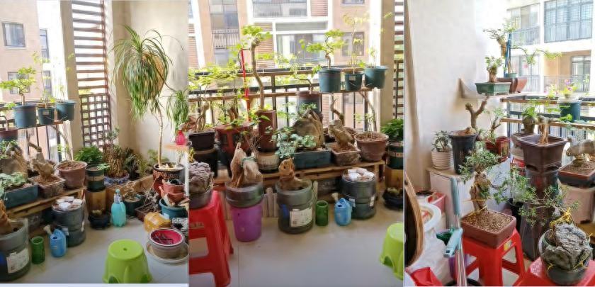 Vợ chê cây chồng trồng vừa trơ vừa xấu, dân mạng nhìn ảnh lại nói: Đây là người chơi cây có đẳng cấp- Ảnh 1.