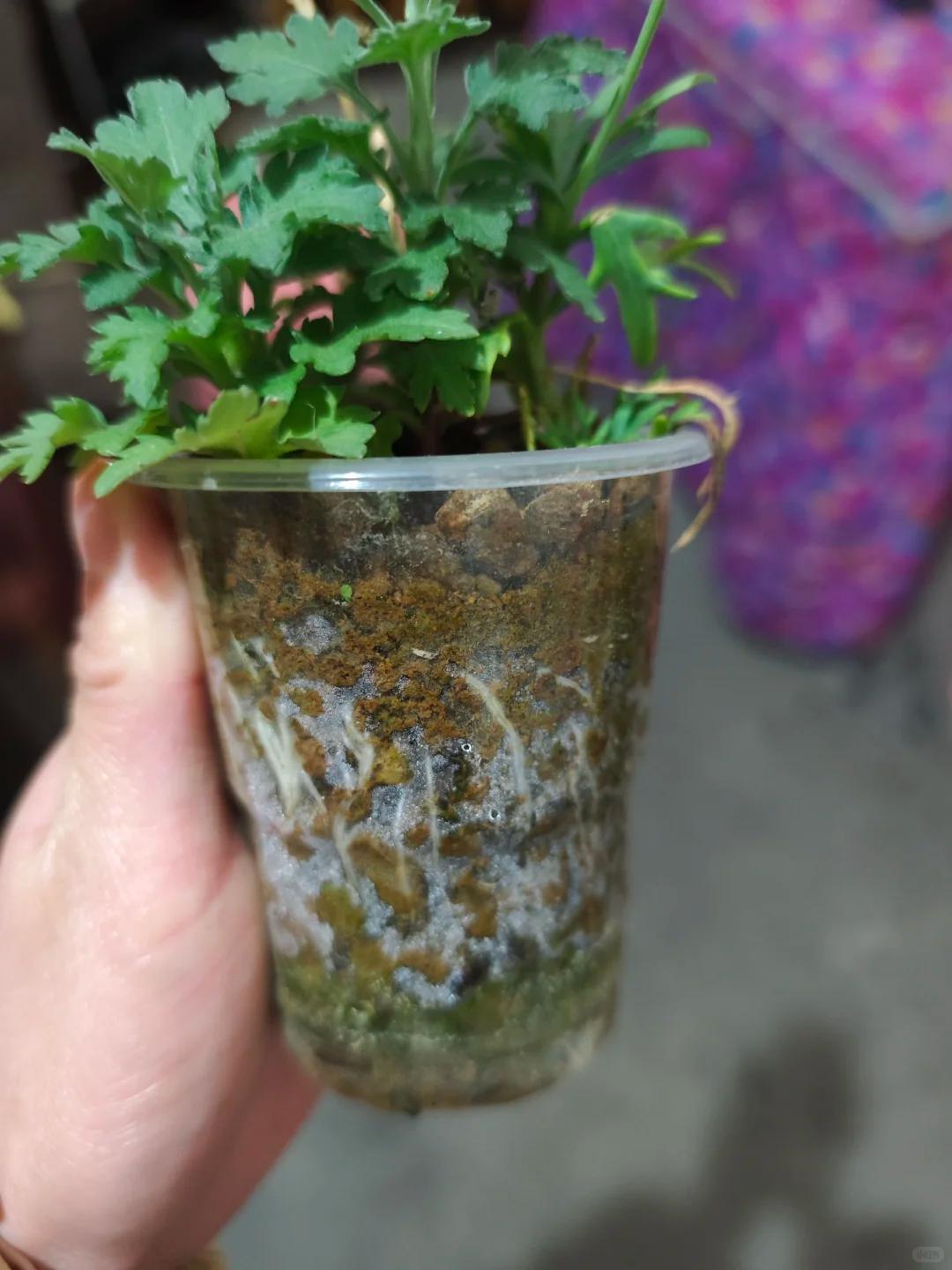 Vợ chê cây chồng trồng vừa trơ vừa xấu, dân mạng nhìn ảnh lại nói: Đây là người chơi cây có đẳng cấp- Ảnh 6.