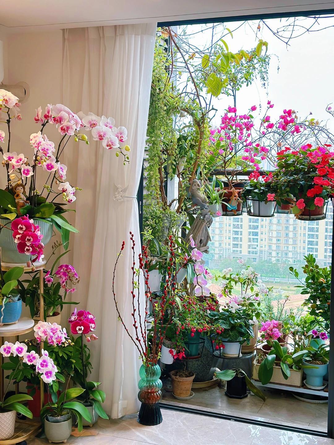 Vợ chê cây chồng trồng vừa trơ vừa xấu, dân mạng nhìn ảnh lại nói: Đây là người chơi cây có đẳng cấp- Ảnh 5.