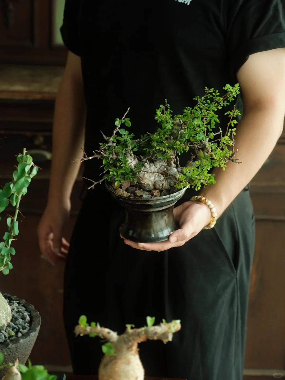 Vợ chê cây chồng trồng vừa trơ vừa xấu, dân mạng nhìn ảnh lại nói: Đây là người chơi cây có đẳng cấp- Ảnh 4.