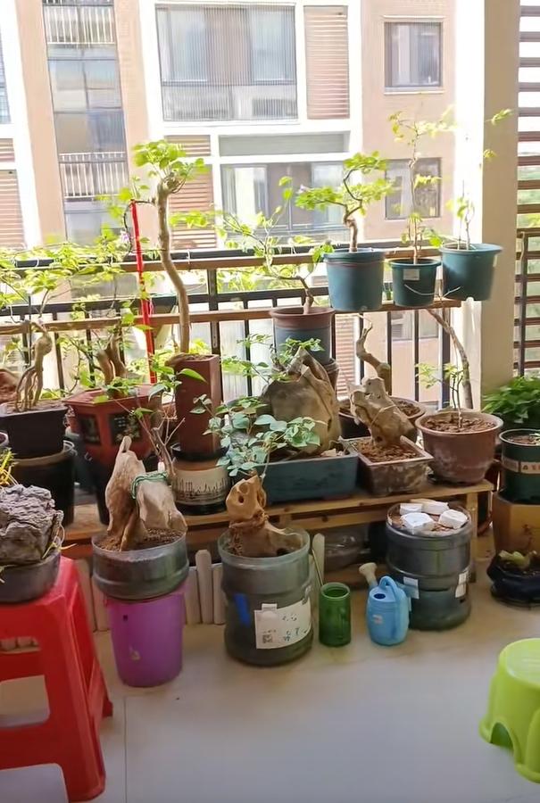 Vợ chê cây chồng trồng vừa trơ vừa xấu, dân mạng nhìn ảnh lại nói: Đây là người chơi cây có đẳng cấp- Ảnh 3.