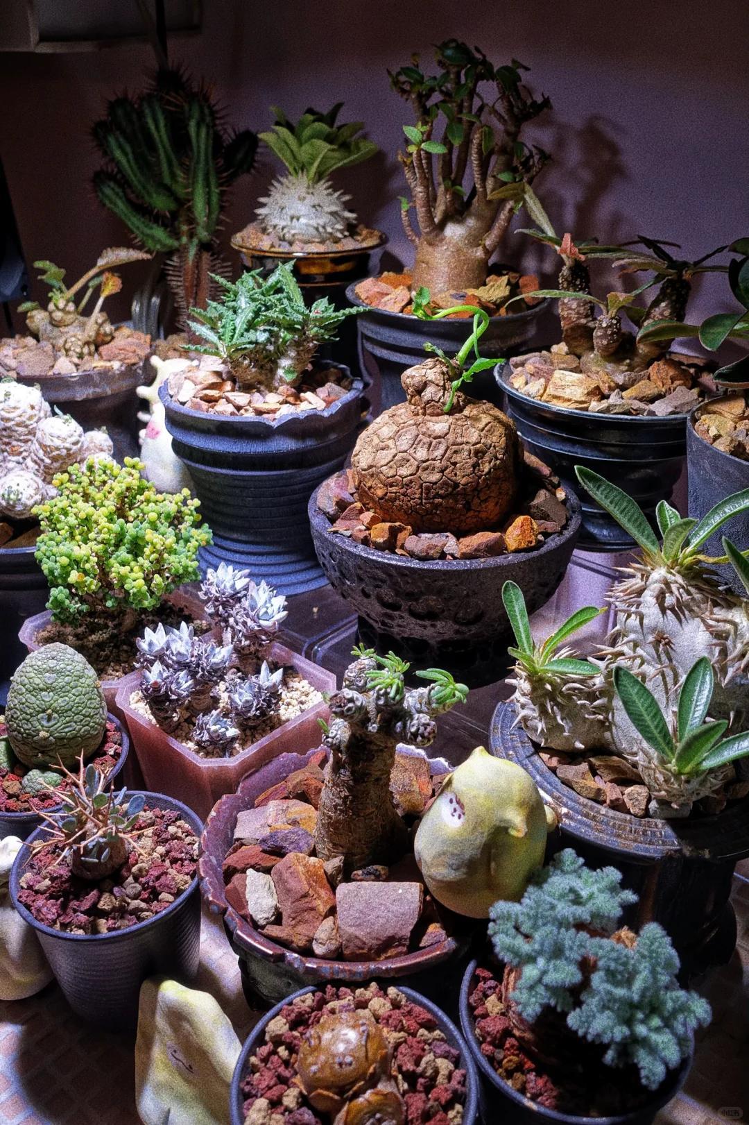 Vợ chê cây chồng trồng vừa trơ vừa xấu, dân mạng nhìn ảnh lại nói: Đây là người chơi cây có đẳng cấp- Ảnh 7.