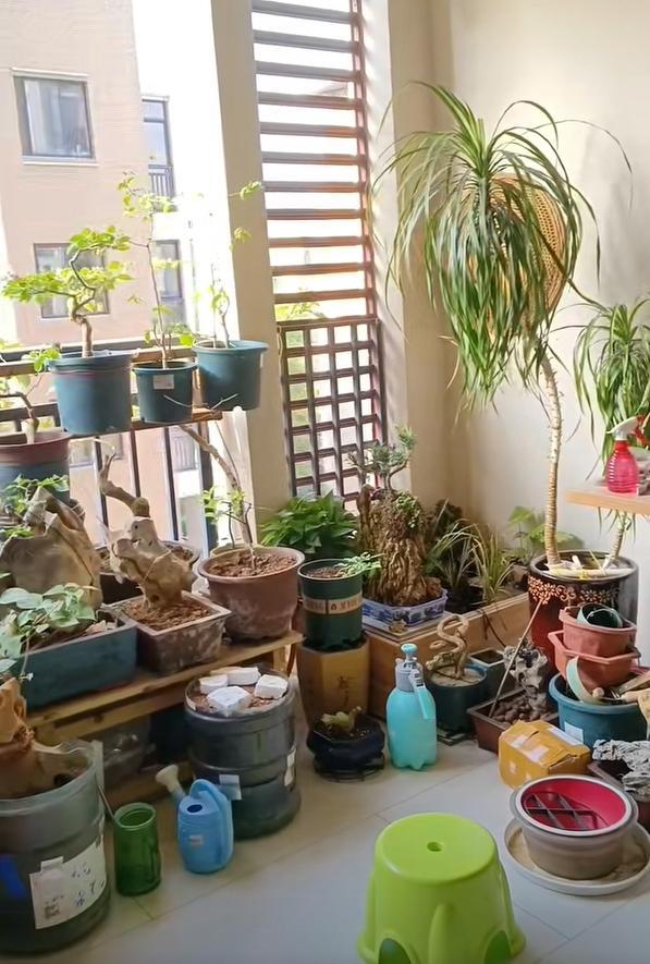 Vợ chê cây chồng trồng vừa trơ vừa xấu, dân mạng nhìn ảnh lại nói: Đây là người chơi cây có đẳng cấp- Ảnh 2.