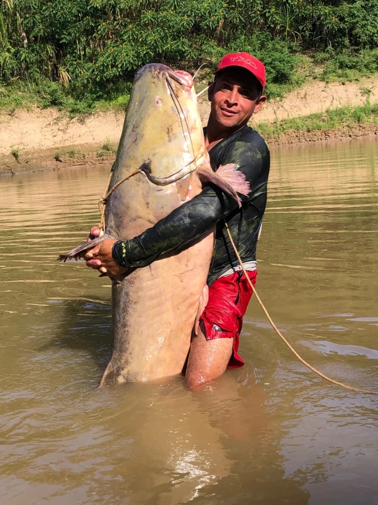 Cần thủ bắt được con cá trê nặng 68kg trên sông - Ảnh 2.
