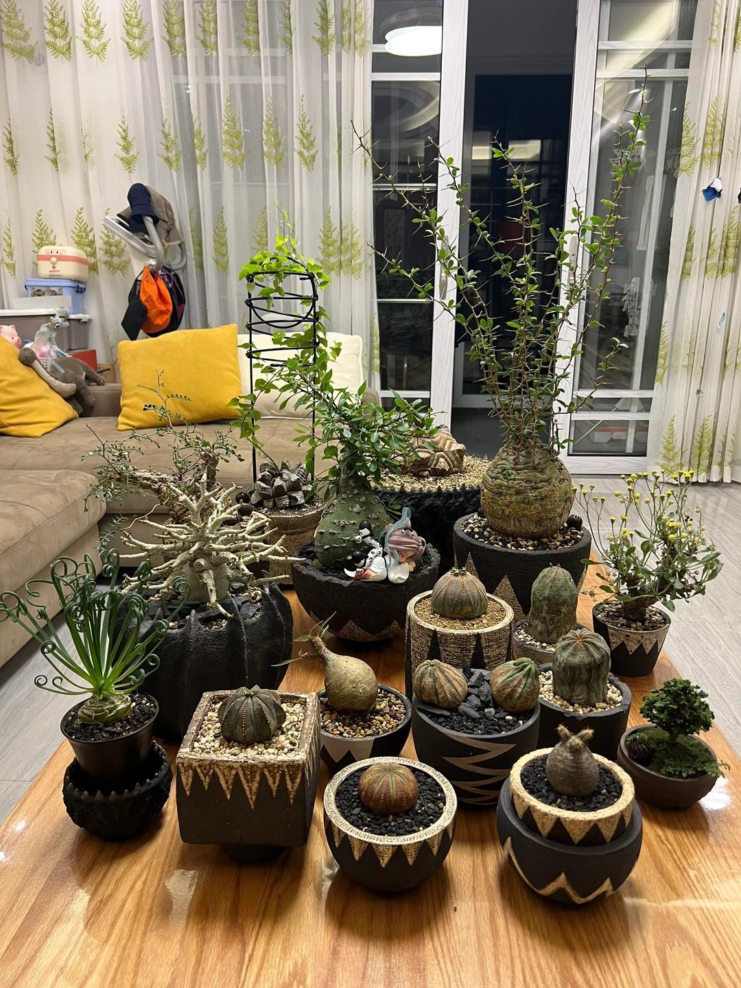 Vợ chê cây chồng trồng vừa trơ vừa xấu, dân mạng nhìn ảnh lại nói: Đây là người chơi cây có đẳng cấp- Ảnh 8.