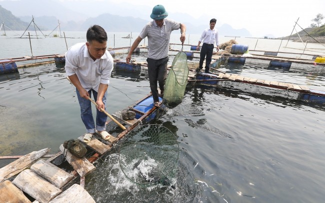 Mua, bán nông sản, thủy sản bằng bảng kê: Hiểu đúng để tránh rủi ro về thuế