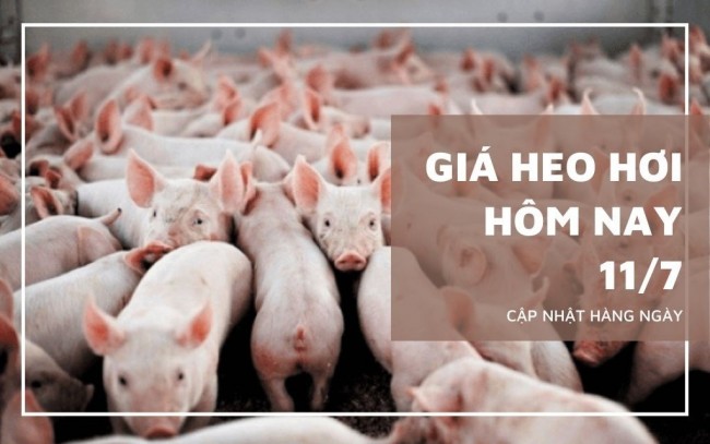 Ngày 11/7: Giá heo hơi lặng sóng trên cả nước