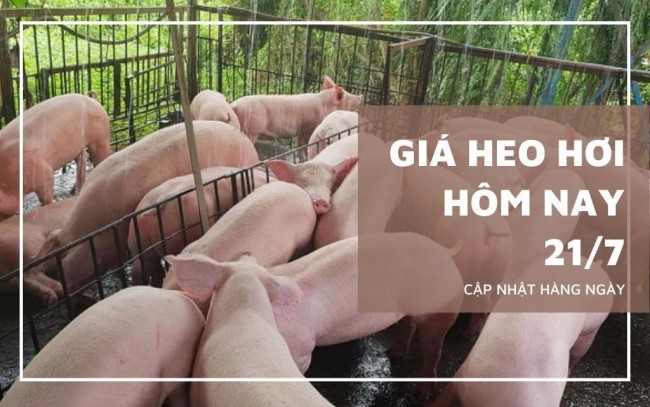 Ngày 21/7: Giá heo hơi tại một số địa phương ở ba miền trên cả nước giảm
