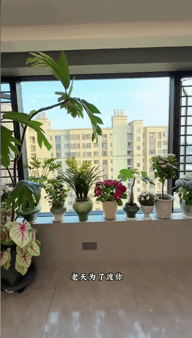 Dụi mắt 1 tỷ lần trước "căn hộ trên không" của pháp sư Trung Hoa: Trồng hơn 200 chậu cây đẹp quên cả mặt đất- Ảnh 2.