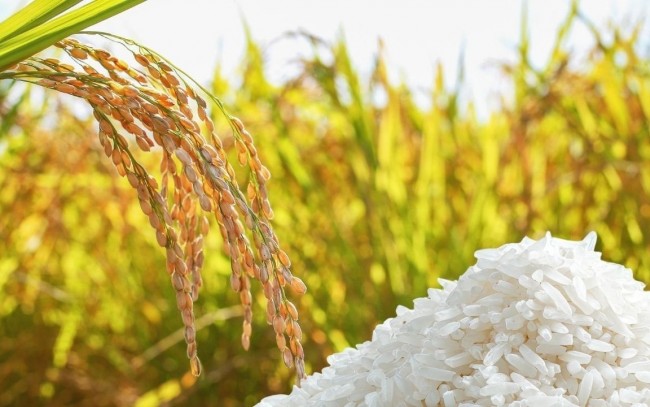 Ngày 13/7: Giá lúa gạo tại Đồng bằng sông Cửu Long ít biến động