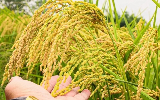 Ngày 15/7: Giá lúa tươi tại Đồng bằng sông Cửu Long biến động mạnh