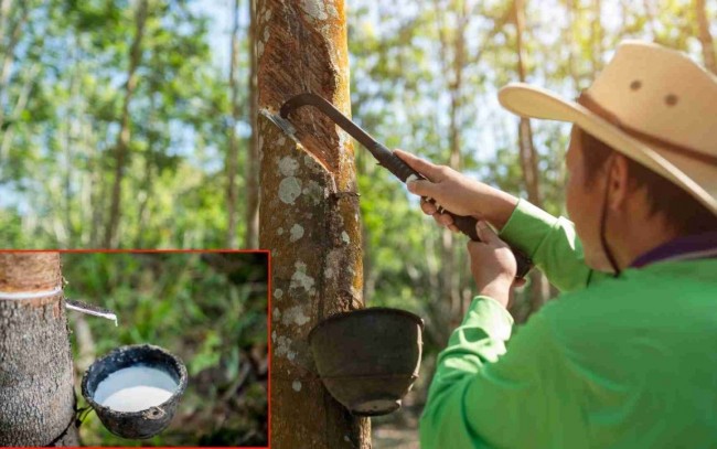 Ngày 16/7: Giá cao su thế giới đồng loạt tăng mạnh